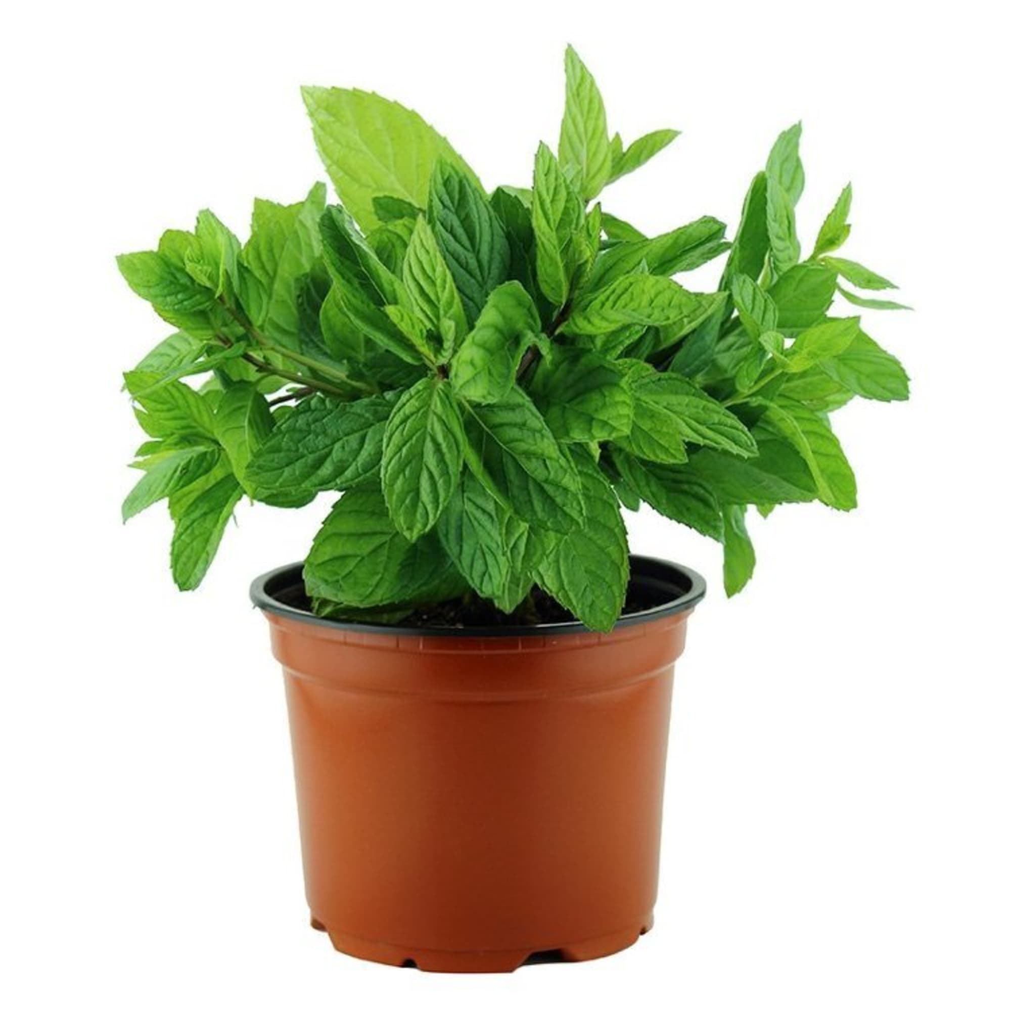 82585501 Мята «Помо» 15x20 см Santreyd  - Вид №1