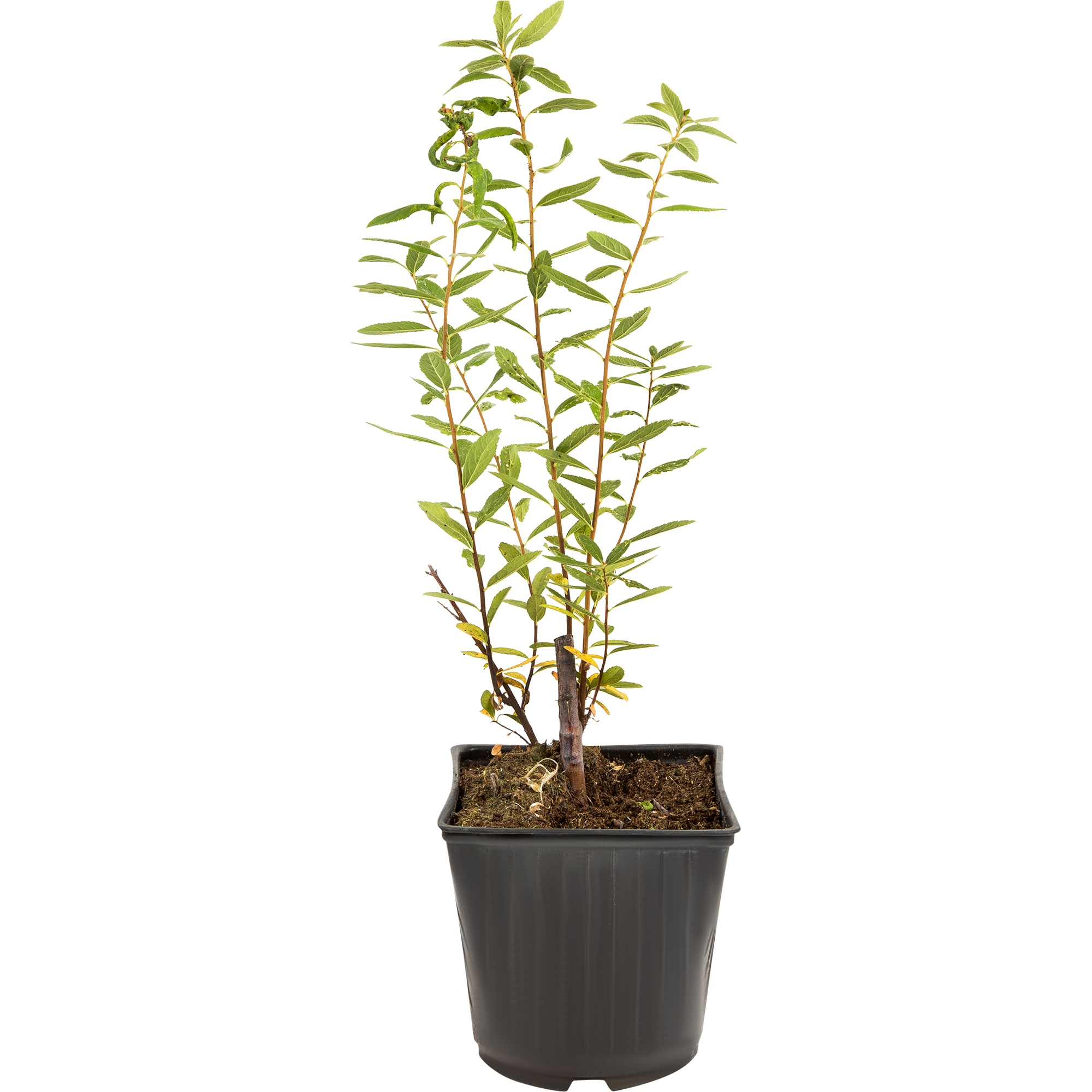 18321161 Спирея «Билларда С2», 40 см Santreyd 