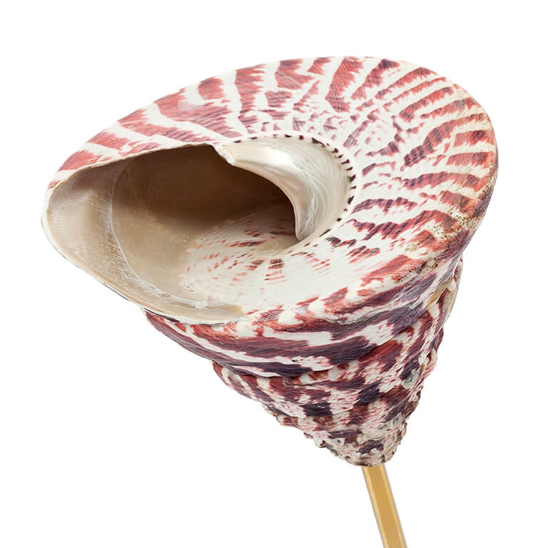 600581-00 ABHIKA СТЕНД KRIZIA SHELL MD NATURAL  - Вид №1