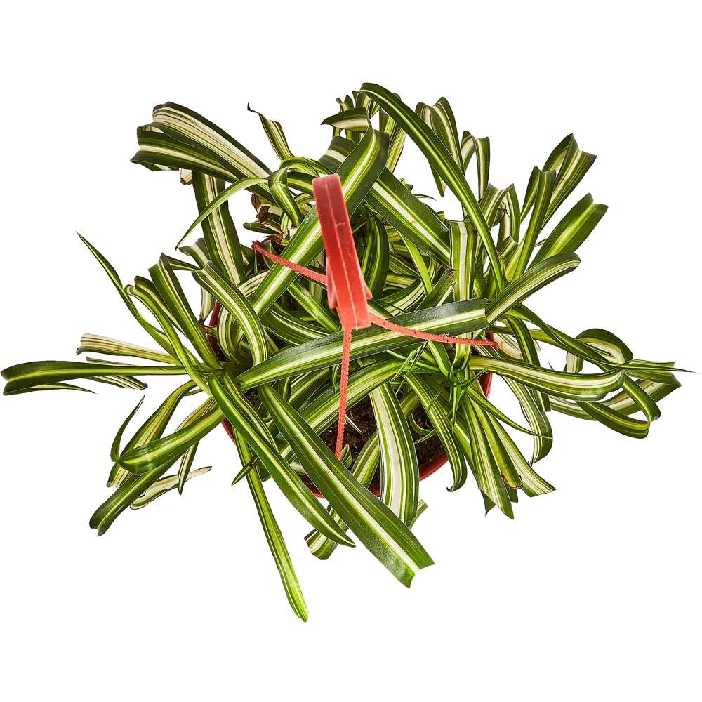 Santreyd Хлорофитум Бонни — изящный каскад зелени в кашпо 89338392 STLM-1326205 - Вид №2