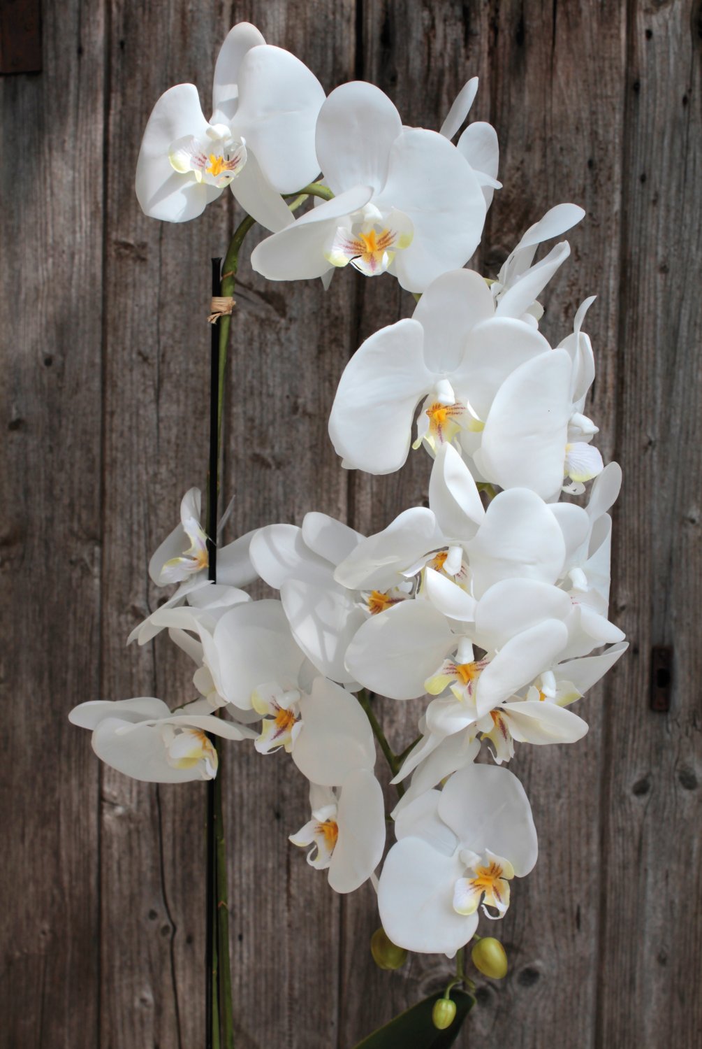 2604 778 a3 Искусственная орхидея Phalaenopsis, 2-х кратная, в керамическом горшке, 100 см, real touch, бежево-белая H-andreas  - Вид №6