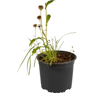 Santreyd Астра альпийская микс - многолетний цветущий саженец для сада 85324919