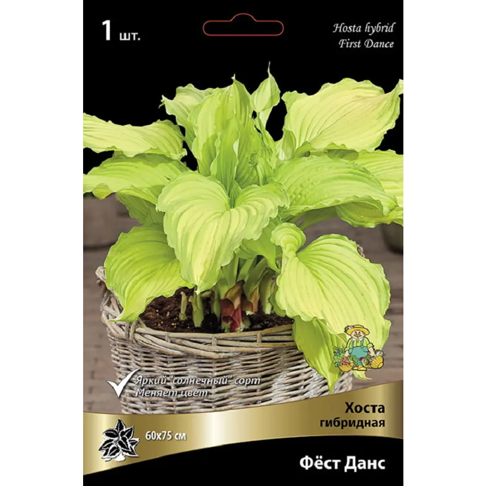 Хоста гибридная Фест Данс - многолетнее корневище с разноцветными цветами 89433466 ПОИСК STLM-1576233
