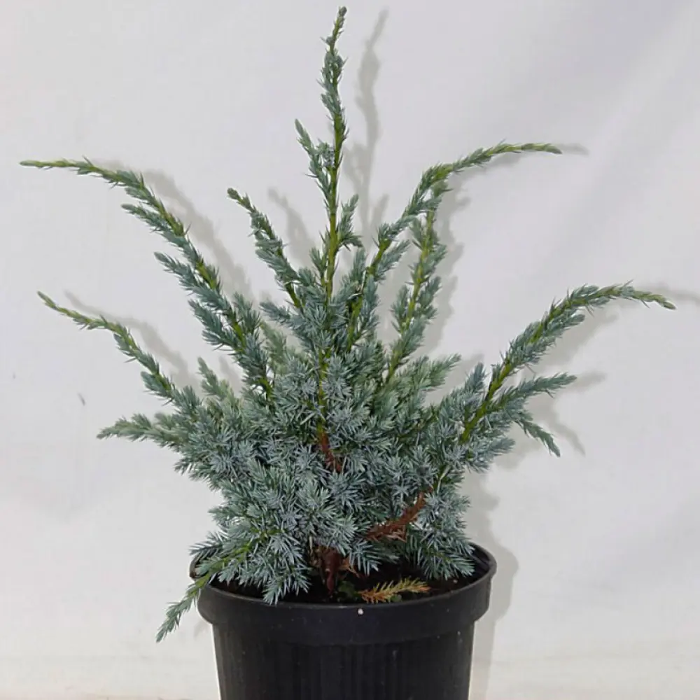Можжевельник чешуйчатый Мейери ø19 h45 см PLANTMARKET STLM-2017645