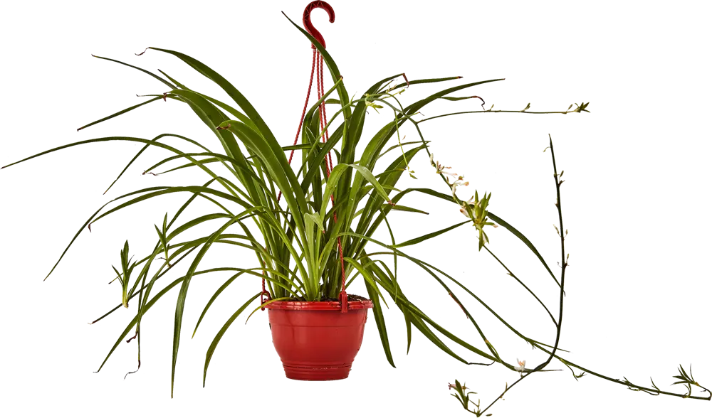 Santreyd Хлорофитум микс — изумрудный фонтан зелени для вашего интерьера 89338252