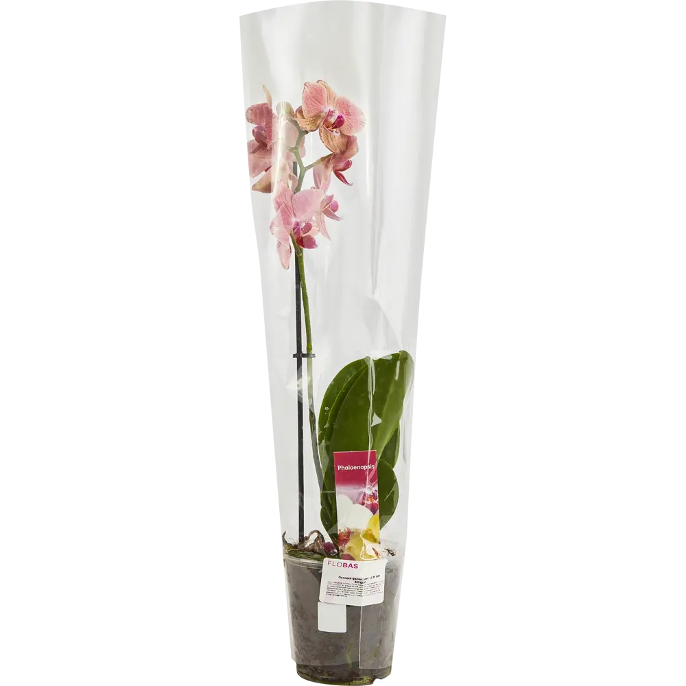 Santreyd Фаленопсис — изящная орхидея-бабочка для вашего интерьера 86749967 STLM-0071219 - Вид №2