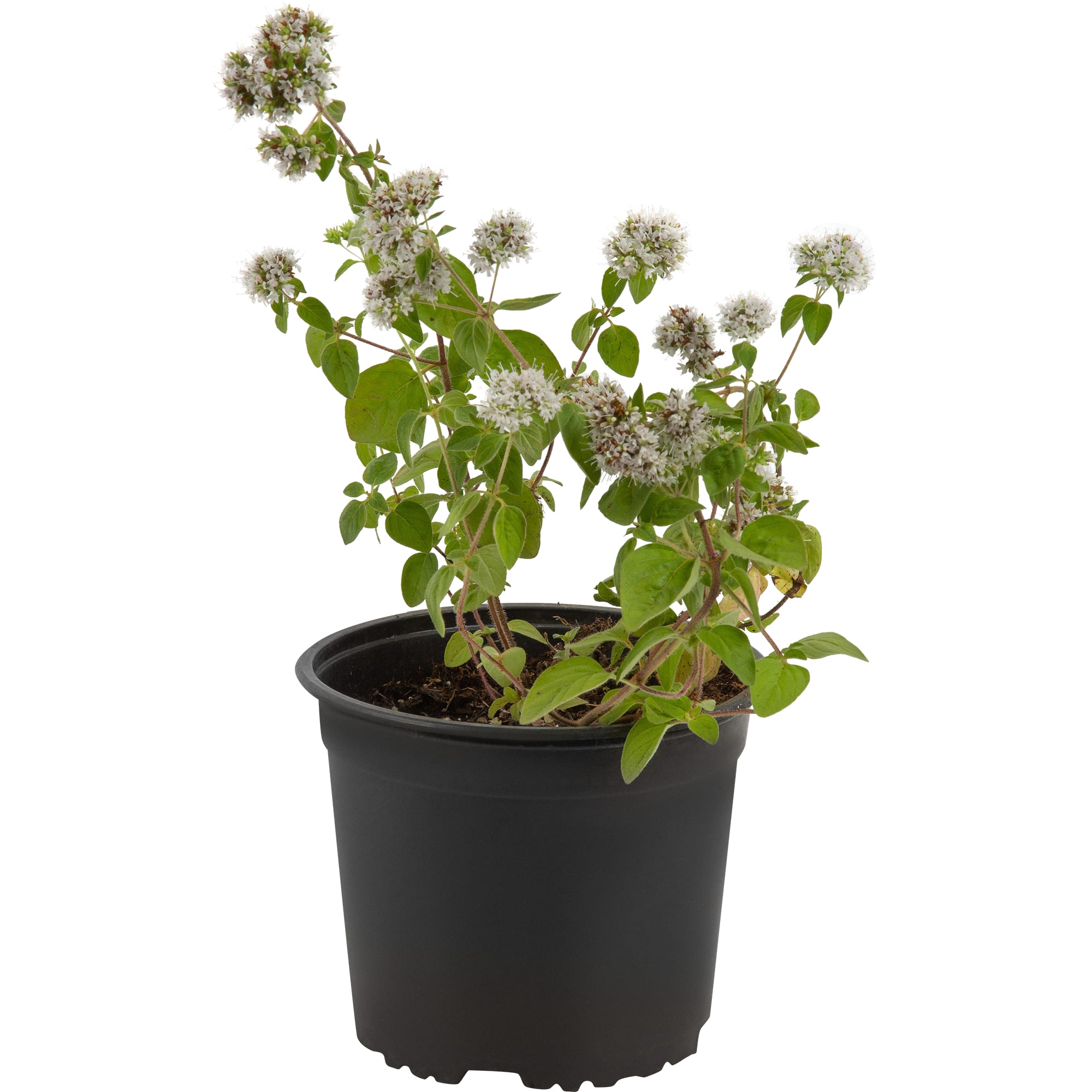 85326931 Душица обыкновенная Маргарита ø15 h20 см Santreyd 