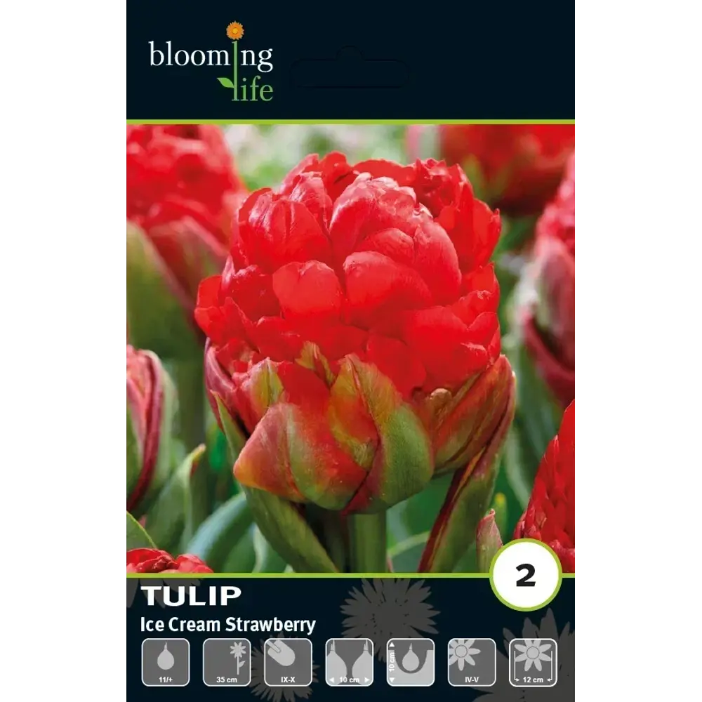 Луковицы тюльпана махрового позднего Айс Крим Страуберри 89433013 Santreyd STLM-1582110