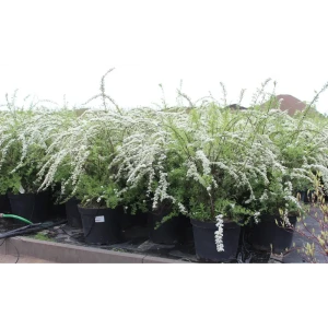 Спирея Серая Грефшейм ø15 h35 см