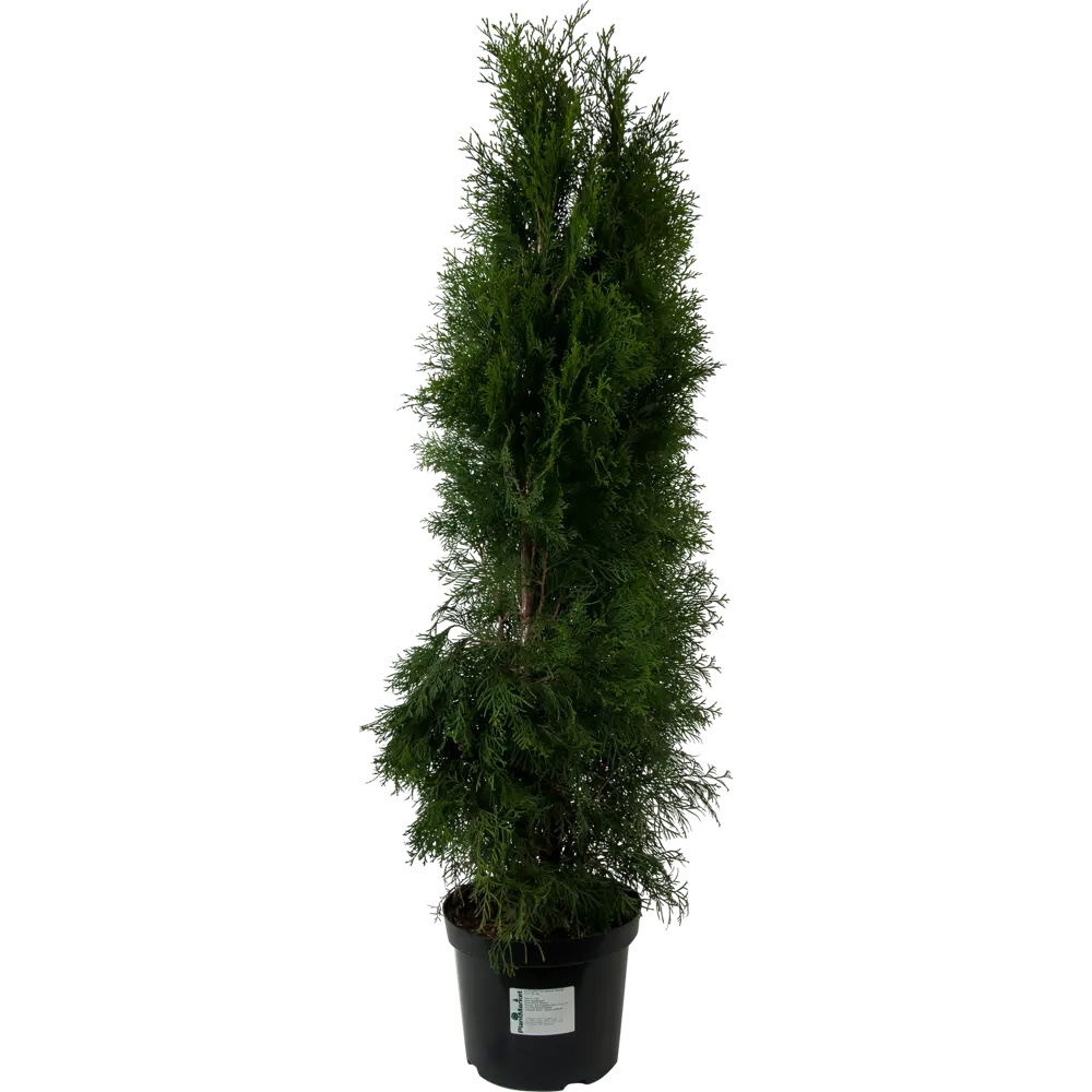 Туя западная «Смарагд» C7.5 120-140 см PLANTMARKET STLM-2137744