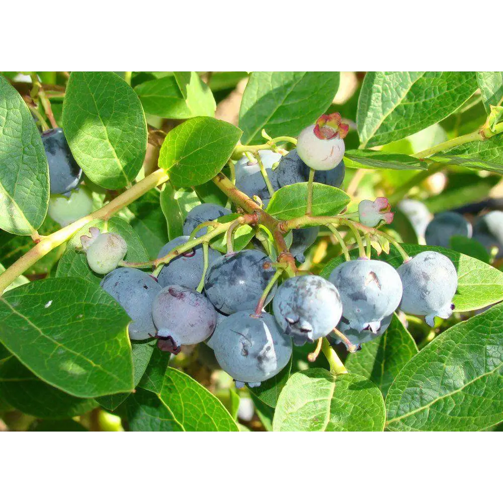 Голубика садовая Блюджей ø13 h20 см PLANTMARKET STLM-2139973