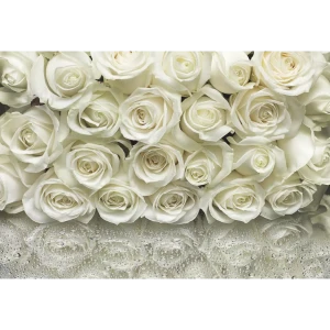 Фотообои бумажные, 368х254 см, KOMAR Белые розы