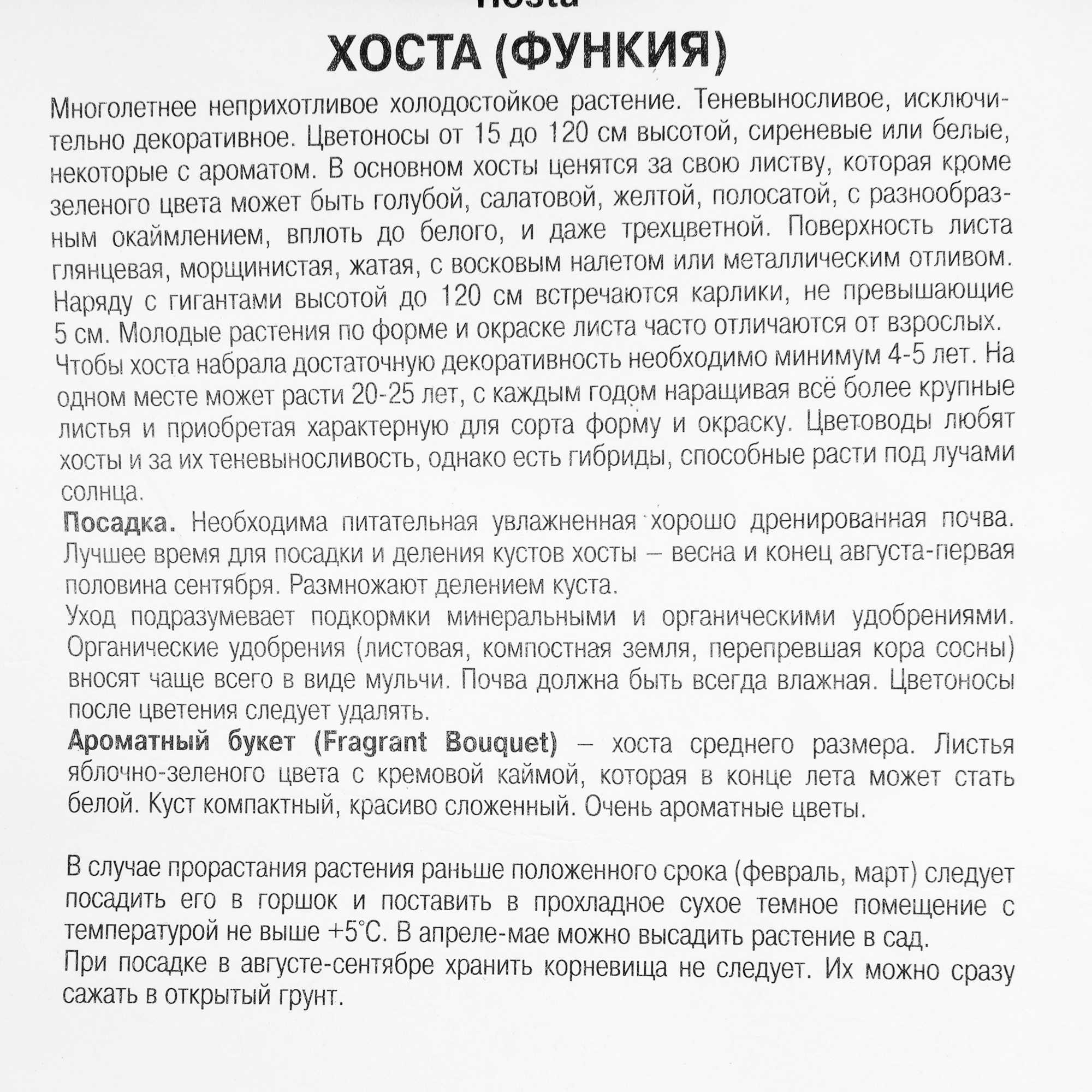 82118740 Хоста гибридная «Фрейгрант Букет», 1 шт Santreyd  - Вид №2