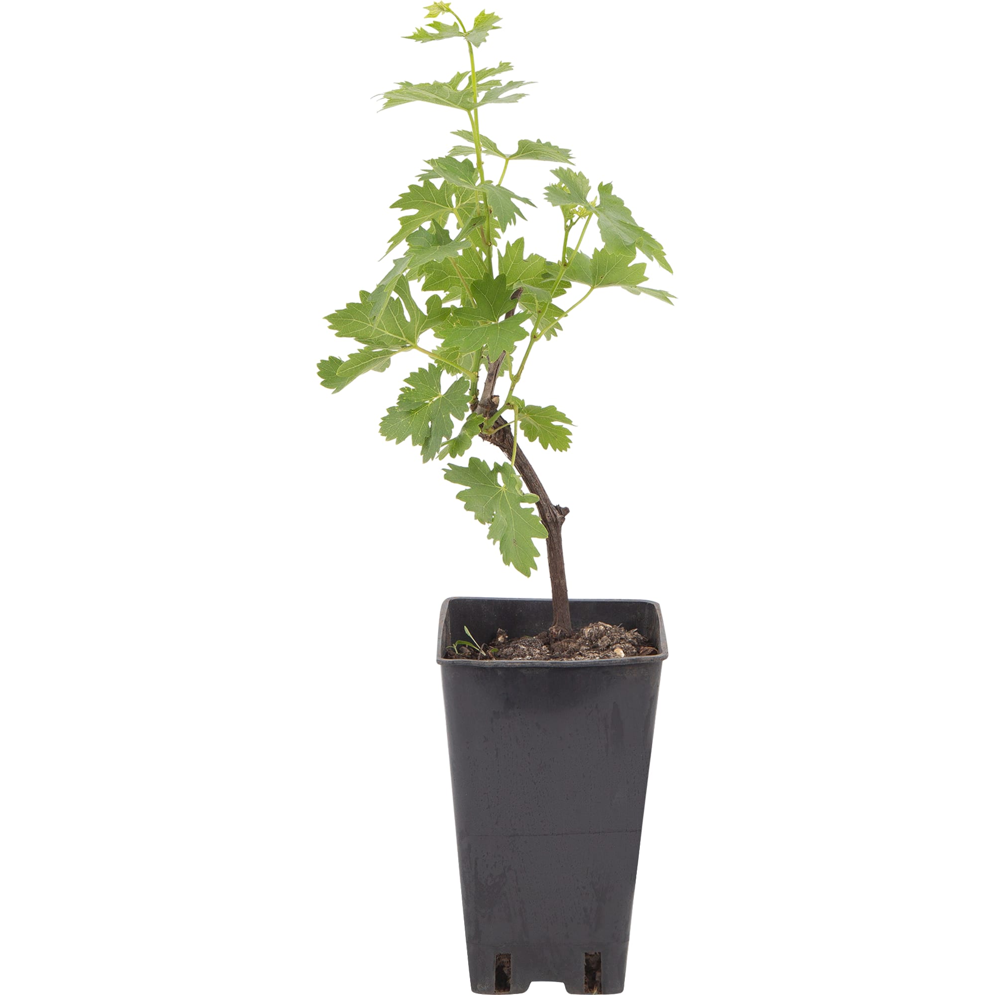 82596932 Виноград плодовый «Кодрянка» C2 высота 50 см Santreyd 