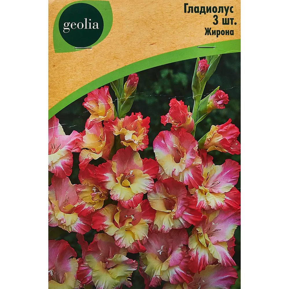 Гладиолус крупноцветковый Жирона Geolia 3 шт STLM-2199249