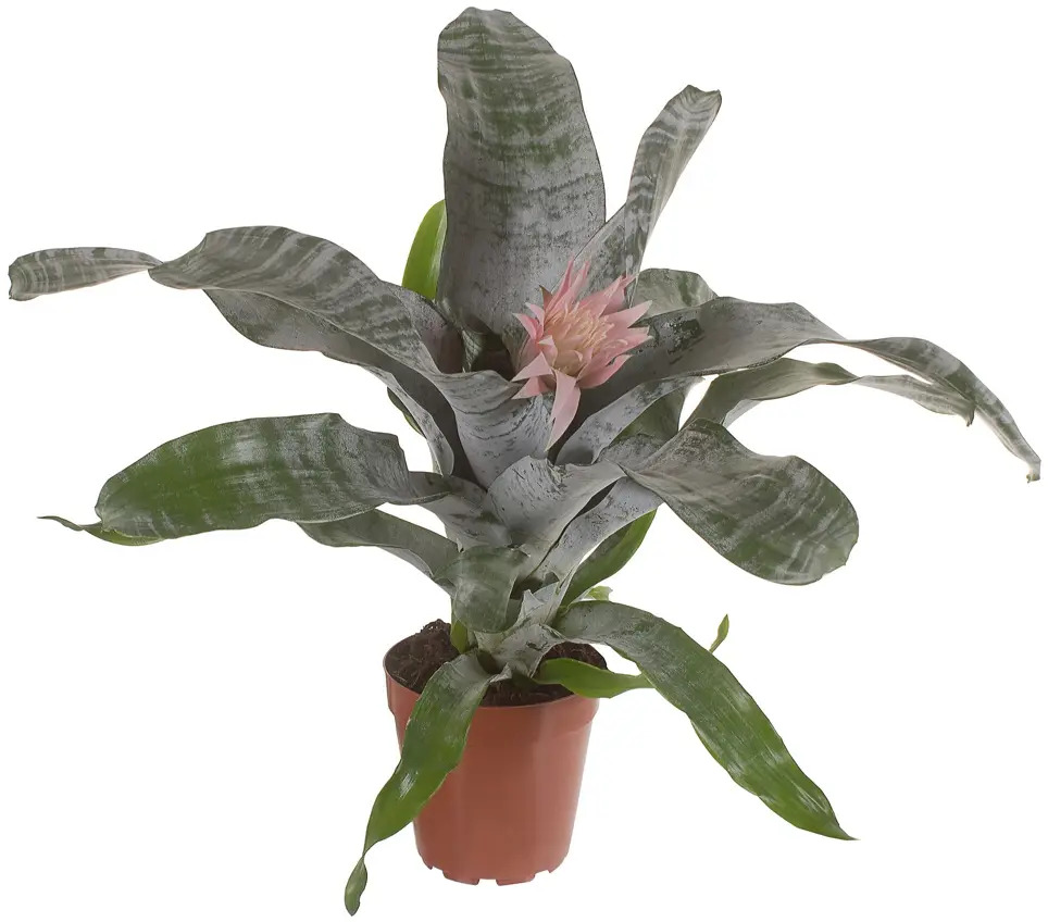 Santreyd Эхмея Примера - эксклюзивное комнатное растение с розовым цветением 14750291