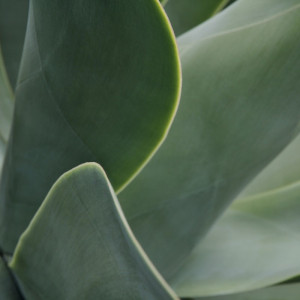 1240/CX38 Картина 1240 Adriani e Rossi