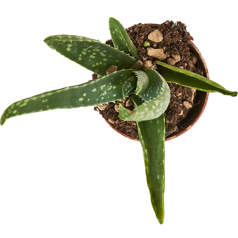 Алоэ вера Santreyd — живой суккулент для вашего интерьера 88477126 STLM-0077755 - Вид №1