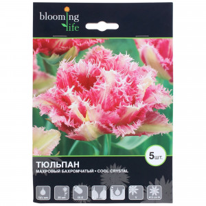 82004118 Тюльпан махровый бахромчатый «Кул Кристал»