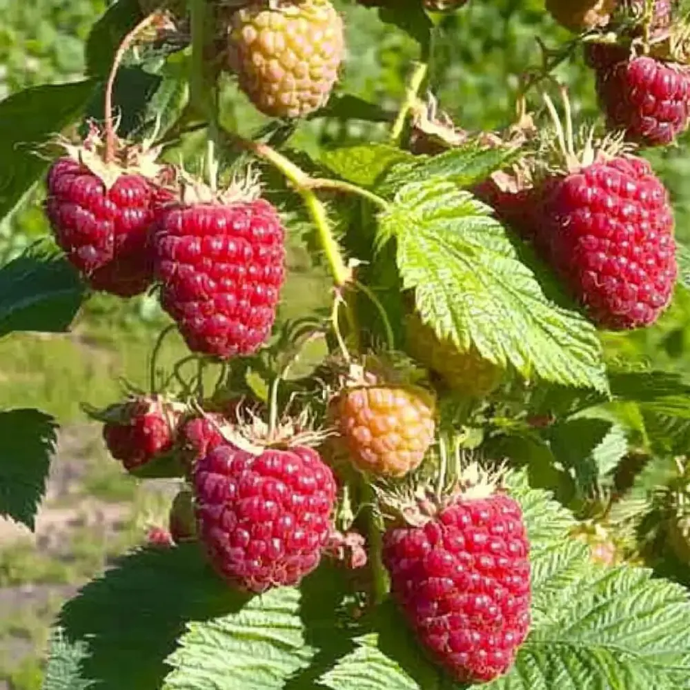 Малина обыкновенная Красная королева пакет PLANTMARKET STLM-2019653