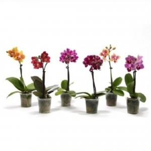 82579687 Орхидея Фаленопсис мини 1 стебель ø6 h22 см