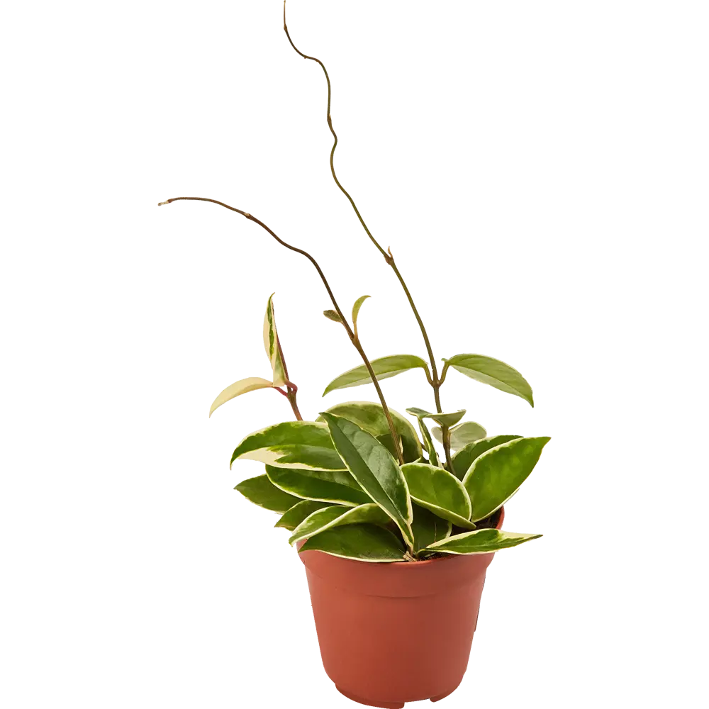 Santreyd Хойя микс - ампельное растение для интерьера ø12 см 82932869 STLM-0038112