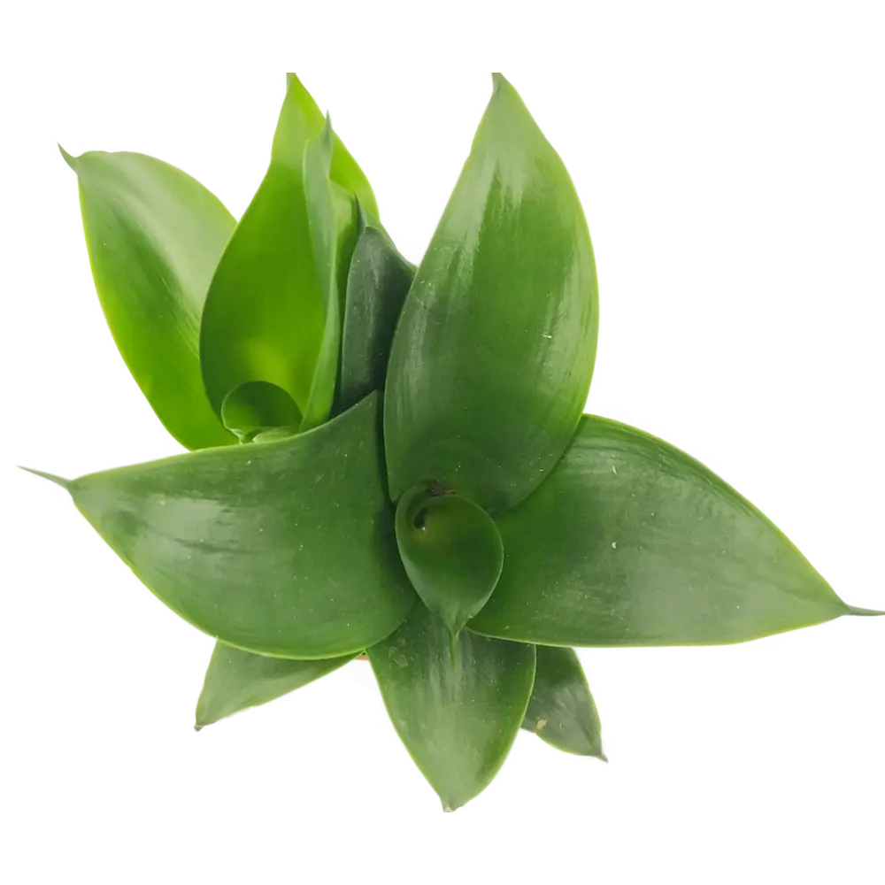 Santreyd Суккулент Сансевиерия микс - живой декор для интерьера 82935484 STLM-0038141 - Вид №1