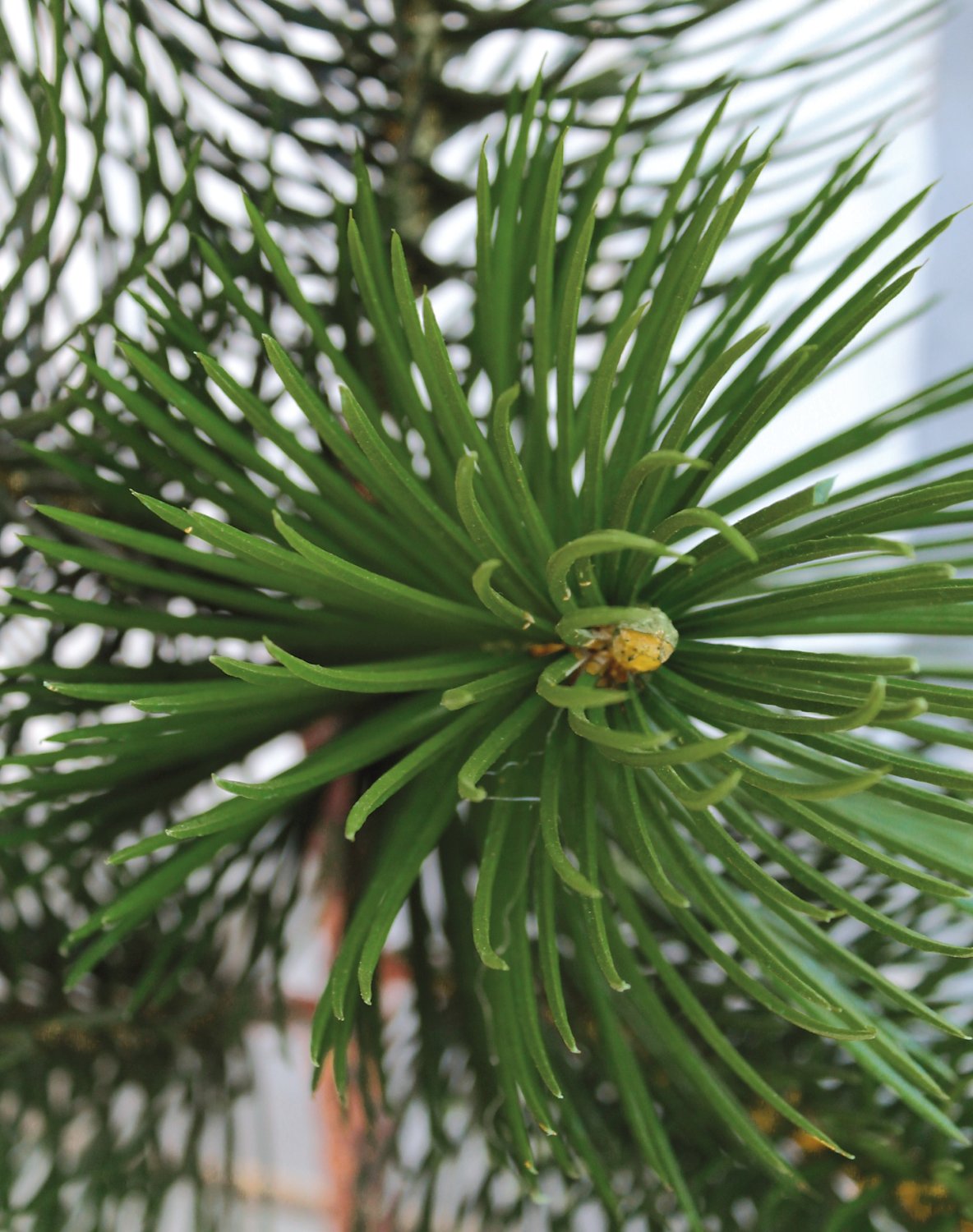 1886 883 a3 Ветка декоративная искусственная, 107 см, зеленая H-andreas 