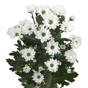 Хризантема са бунсер 55 см