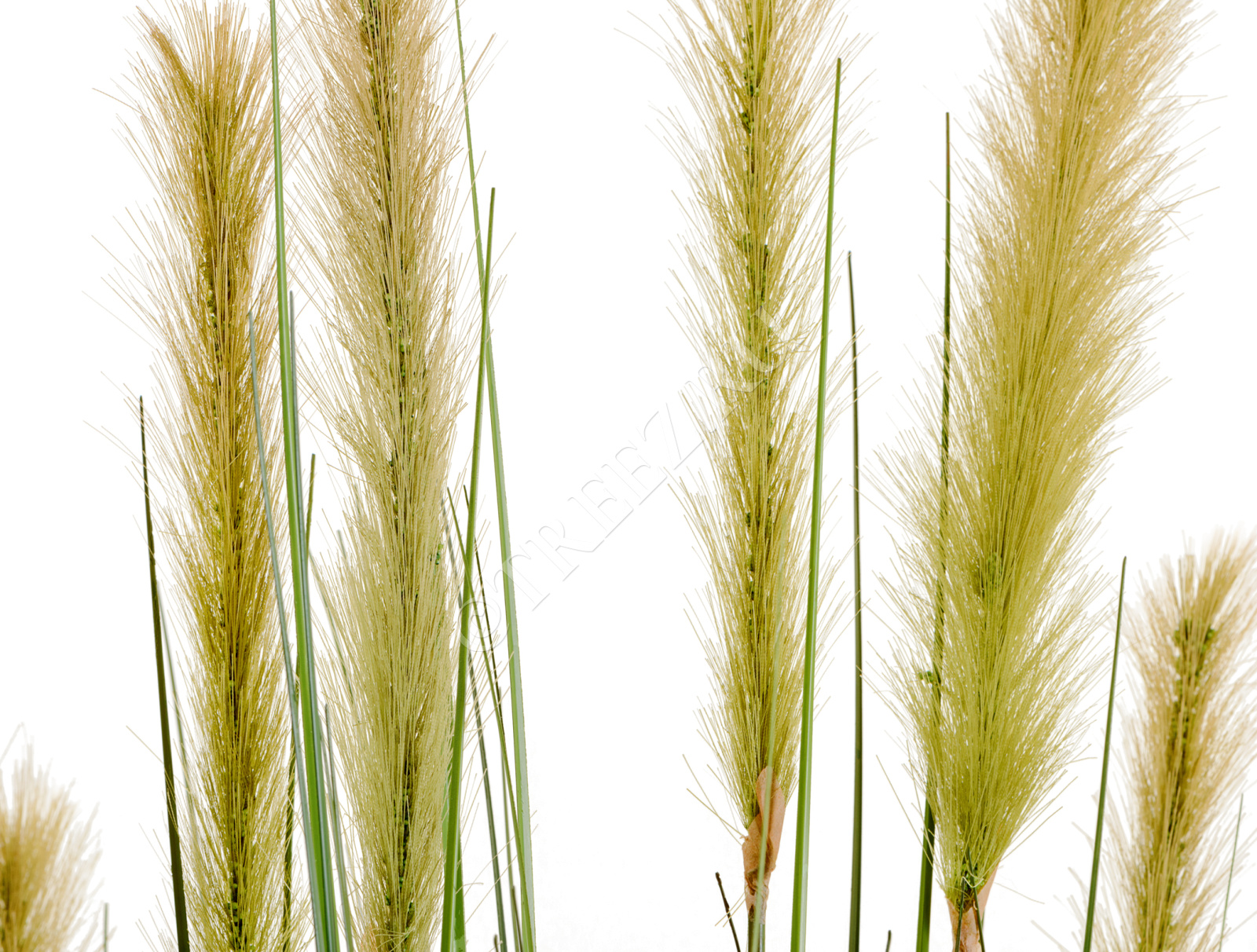 20.1040L-090 Трава Осока Элеганс куст с зелёными султанами Цветочная коллекция  - Вид №4