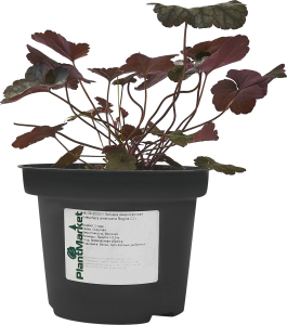 84832051 Гейхера Регина ø15 h40 см STLM-0055795 PLANTMARKET