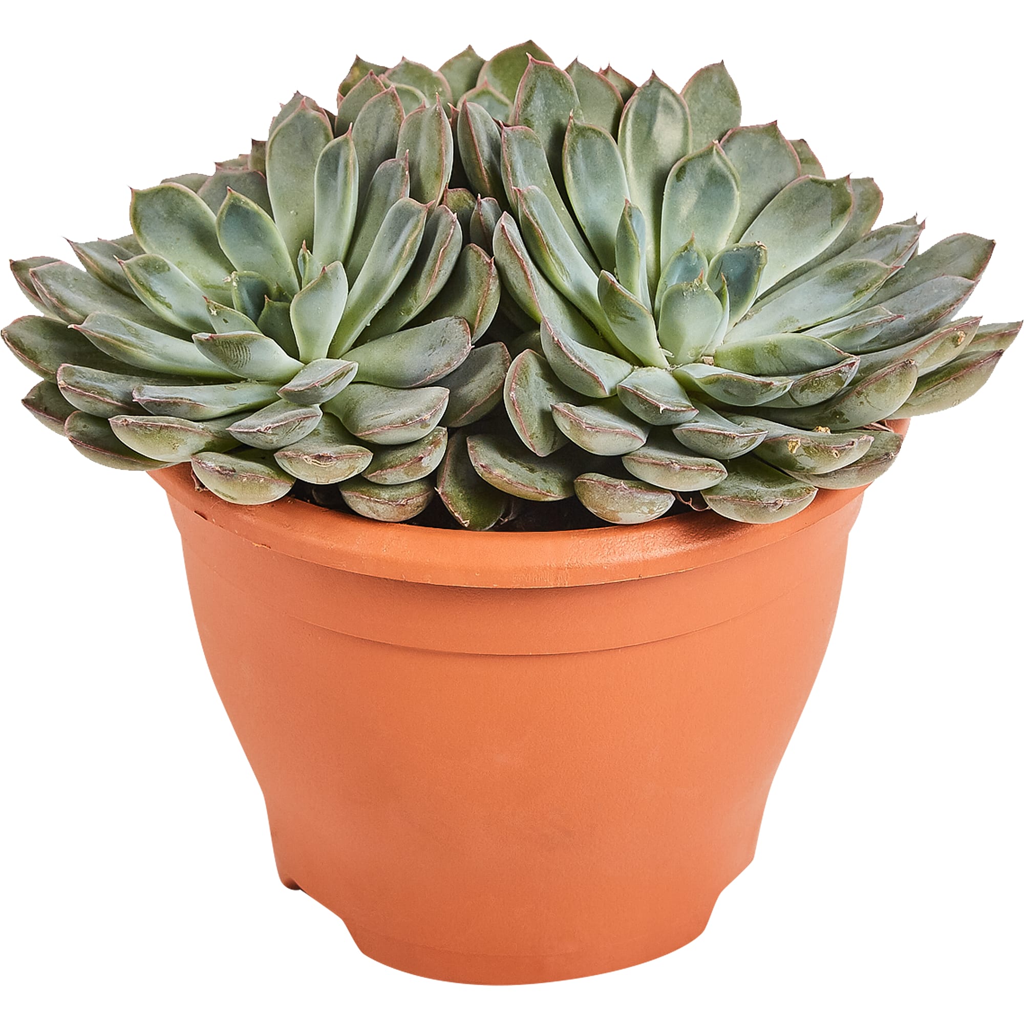 82850444 Ехеверия микс 17х30 см Santreyd 