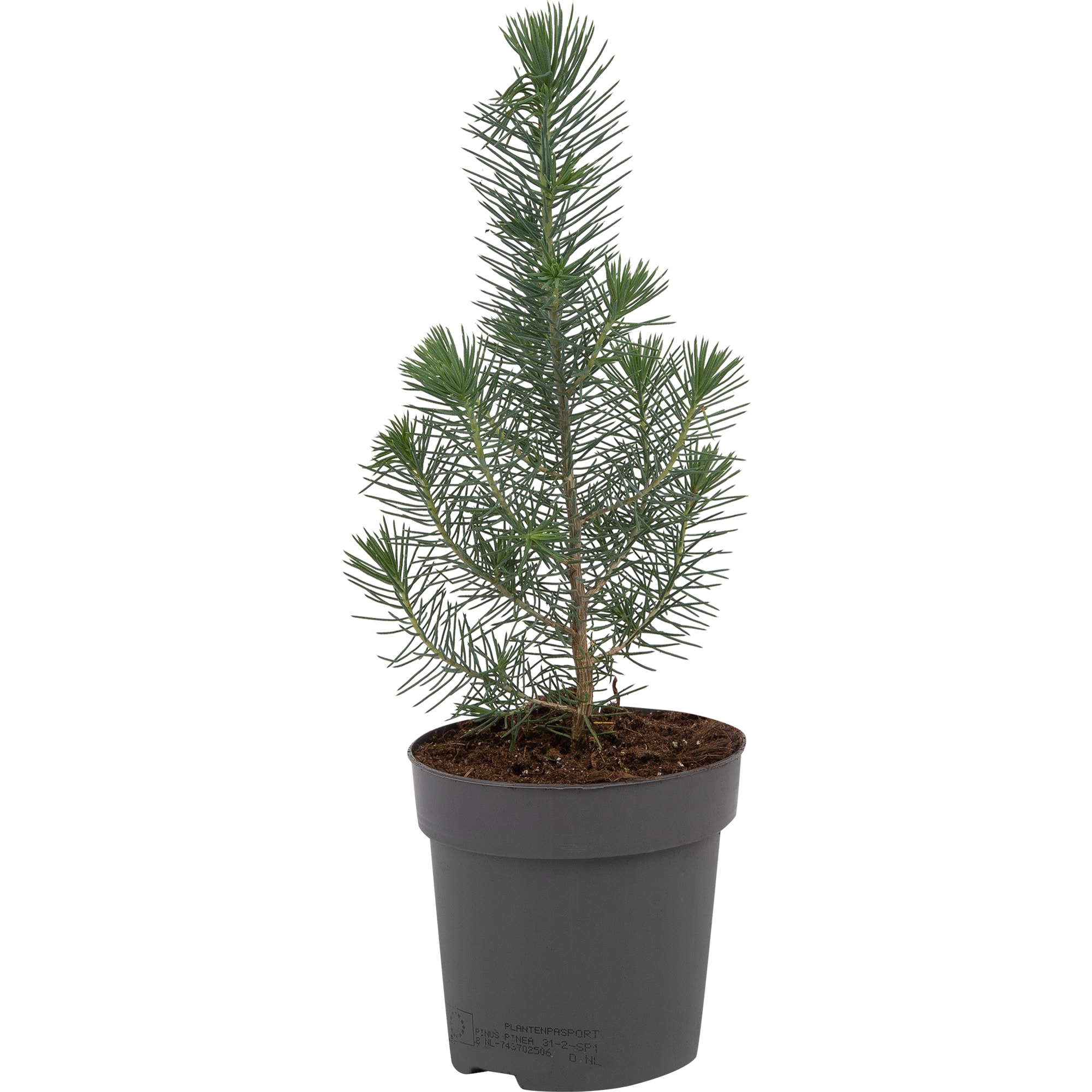 82769601 Сосна в рождественском пакете 10.5x35 см Santreyd 