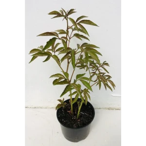 Santreyd Пион микс - многолетнее цветущее растение с крупными бутонами 88395522