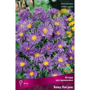 Астра кустарниковая Блау Лагуне луковица I