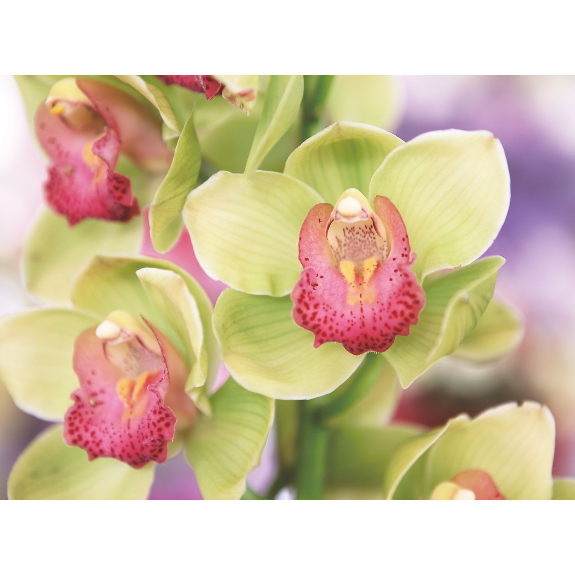 18087061 Фотообои бумажные «» 200х140 cм Очарование Santreyd 