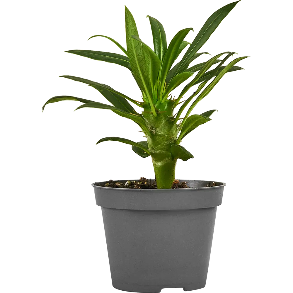 Santreyd Пахиподиум Ламери — экзотический суккулент с эффектным стеблем 87819713 STLM-0966042 - Вид №2