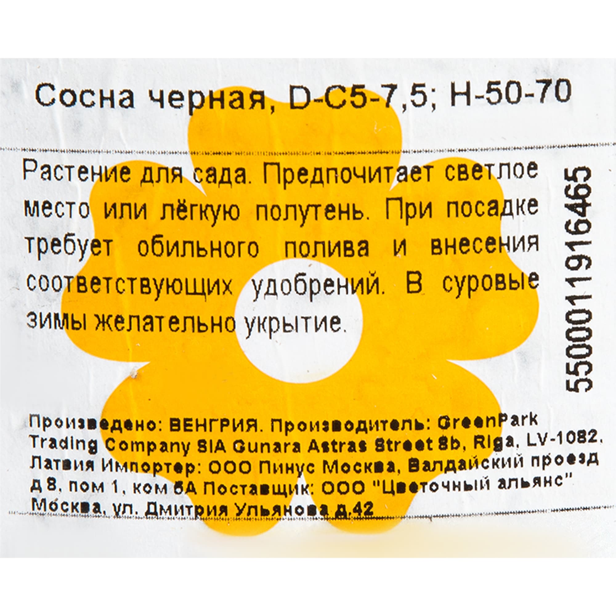 82176375 Сосна чёрная 5-7.5 л 50-70 см Santreyd  - Вид №1