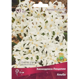 Santreyd Хионодокса Люцилии Альба - белые весенние звезды 88294941