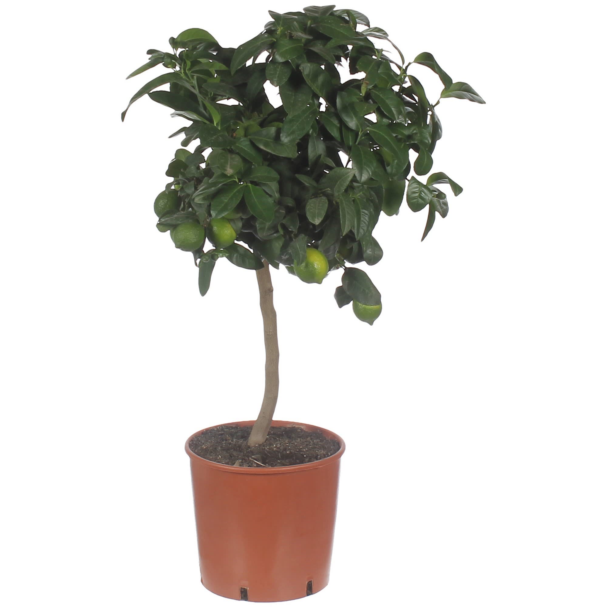 81959335 Цитрофартунелла «Микрокарпа» Santreyd 