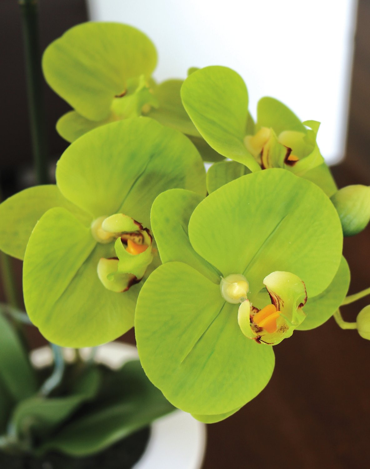 2606 883 a3 Пластиковая орхидея Phalaenopsis, горшечная, 55 см, real touch soft, зеленая H-andreas  - Вид №5