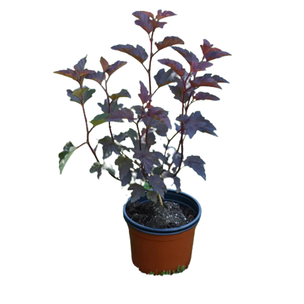 Пузыреплодник калинолистный Ред Барон ø9 h15 см 84828865 STLM-2078266 PLANTMARKET 