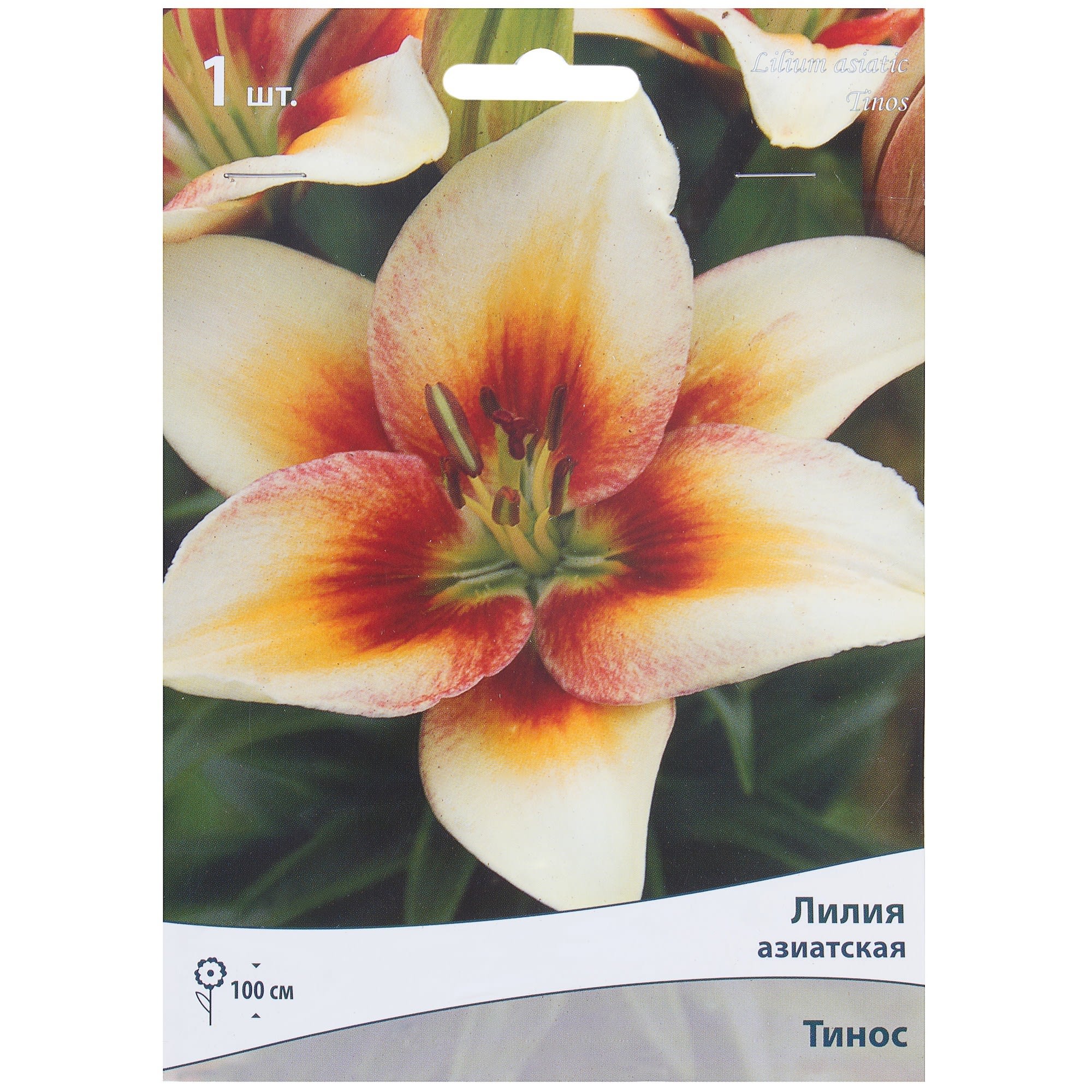 81945469 Лилия азиатская «Тинос» Santreyd 