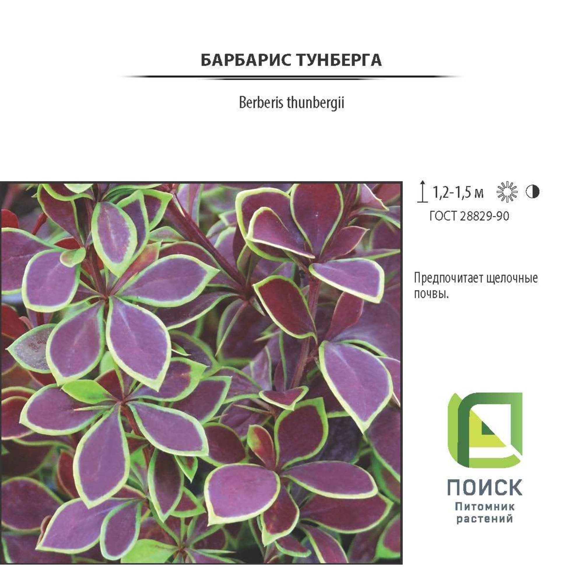 81968695 Барбарис Тунберга «Голден Ринг», контейнер 1.5-2 л Santreyd 