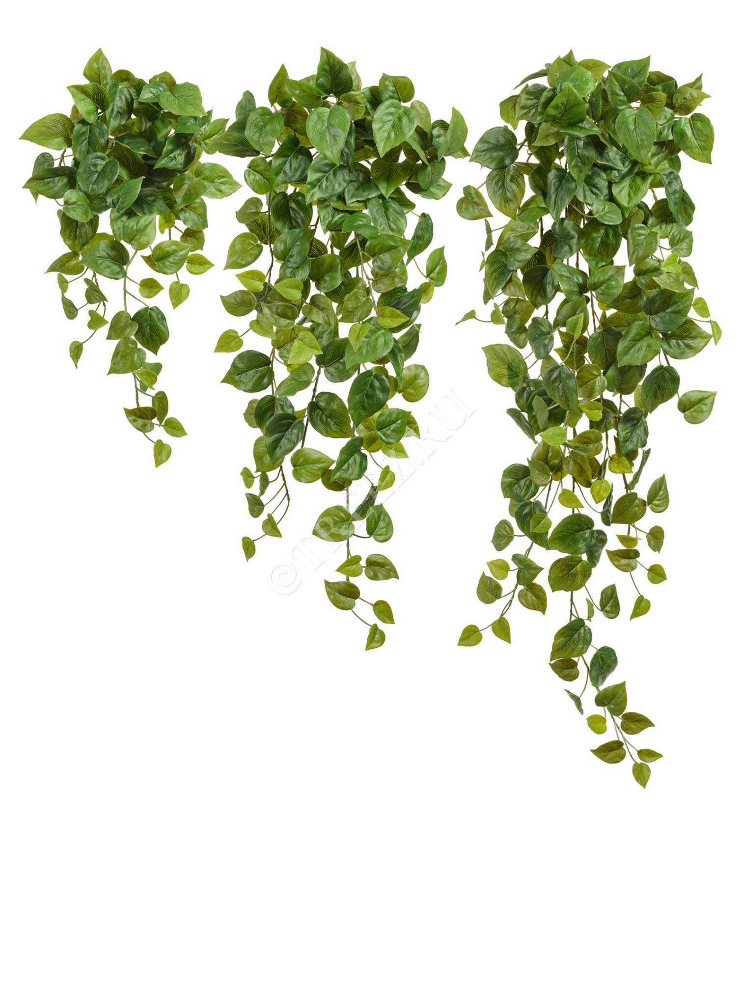 20.05200265N-M Филодендрон Сканденс ампельный Цветочная коллекция 