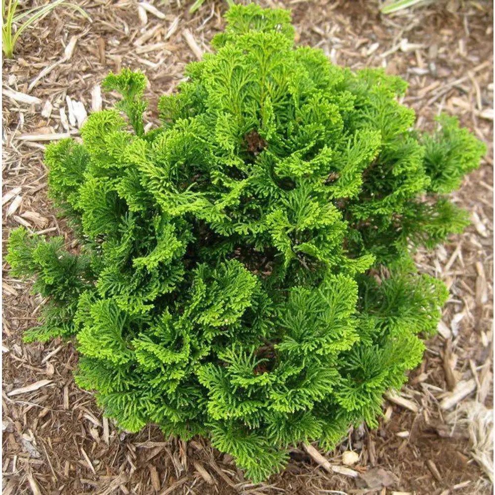 Кипарисовик тупой Нана Грацилис ø14 h25 см PLANTMARKET STLM-2122367