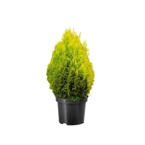 Туя западная Голден Смарагд ø38 h128 см