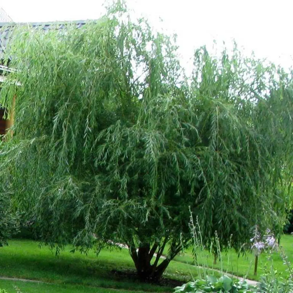 Santreyd Ива декоративная с плакучей кроной 80 см 87811881 STLM-0075780 - Вид №3