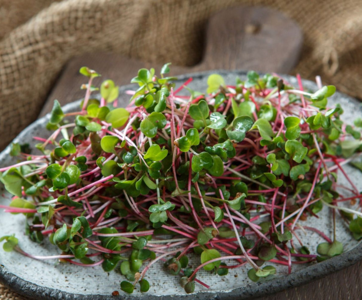 4173 Микрозелень редиса розового "Ред Коралл" Вкусляндия  - Вид №1