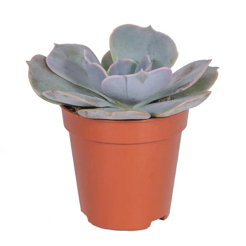 Santreyd Эхеверия микс - суккулент в виде каменной розы 85325021 STLM-0061571 - Вид №3